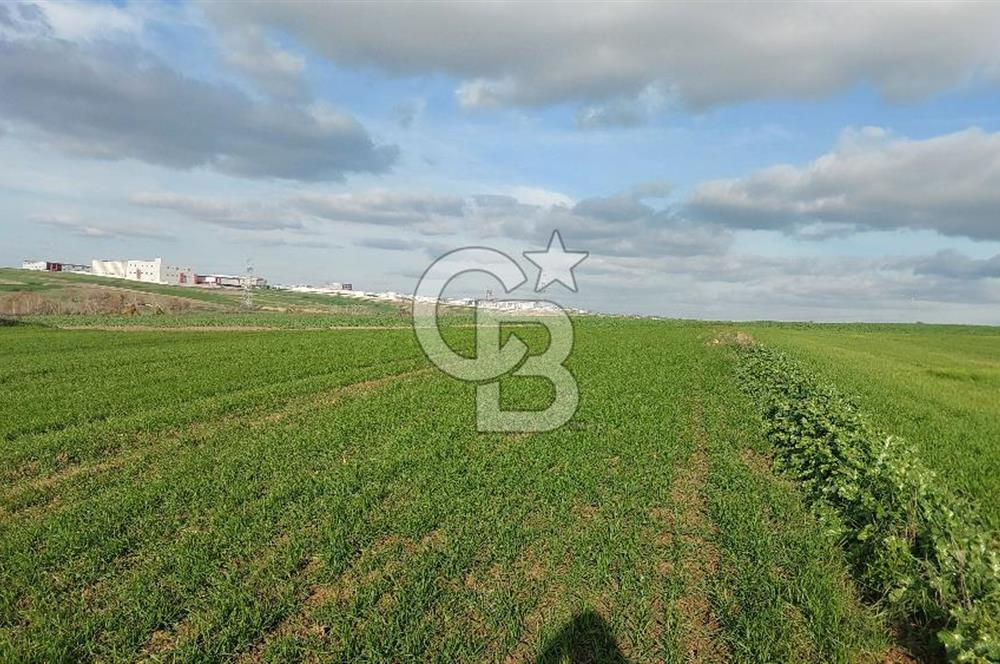 Tekirdağ Çorlu Türkgücü  Mahallesinde Satılık 7000 M2 Tarla 
