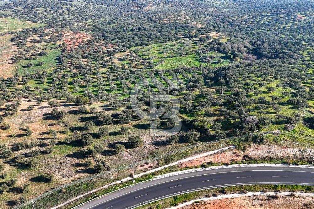 İzmir Bergama Zeytindağ'da Liman Bölgesi Satılık Fırsat Zeytinlik