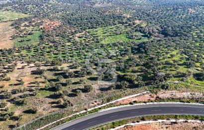İzmir Bergama Zeytindağ'da Liman Bölgesi Satılık Fırsat Zeytinlik
