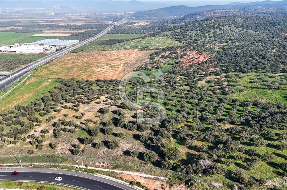 İzmir Bergama Zeytindağ'da Liman Bölgesi Satılık Fırsat Zeytinlik