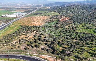 İzmir Bergama Zeytindağ'da Liman Bölgesi Satılık Fırsat Zeytinlik