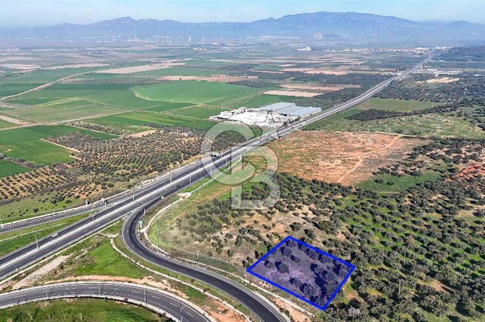 İzmir Bergama Zeytindağ'da Liman Bölgesi Satılık Fırsat Zeytinlik