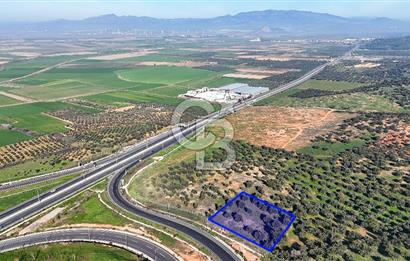 İzmir Bergama Zeytindağ'da Liman Bölgesi Satılık Fırsat Zeytinlik