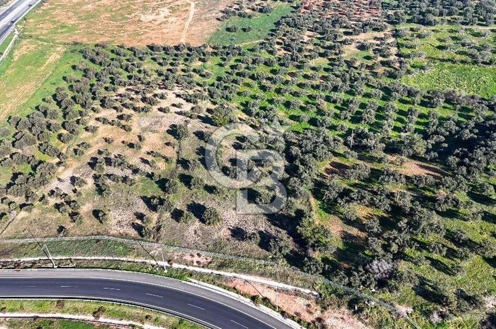 İzmir Bergama Zeytindağ'da Liman Bölgesi Satılık Fırsat Zeytinlik