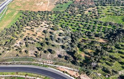 İzmir Bergama Zeytindağ'da Liman Bölgesi Satılık Fırsat Zeytinlik