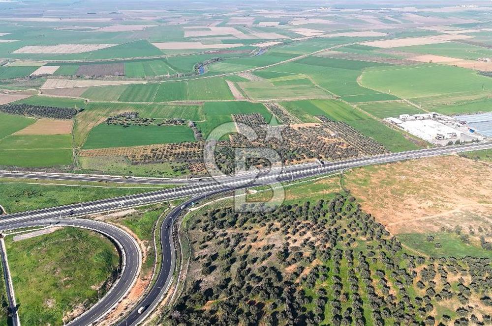 İzmir Bergama Zeytindağ'da Liman Bölgesi Satılık Fırsat Zeytinlik