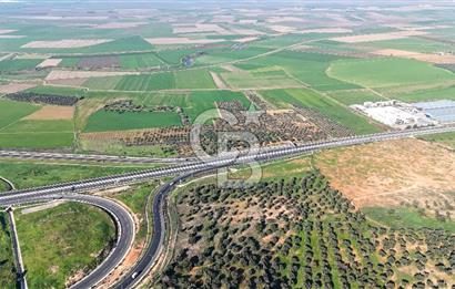 İzmir Bergama Zeytindağ'da Liman Bölgesi Satılık Fırsat Zeytinlik