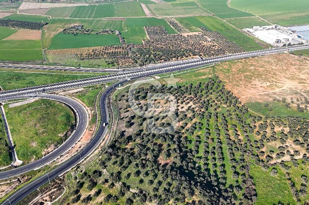 İzmir Bergama Zeytindağ'da Liman Bölgesi Satılık Fırsat Zeytinlik