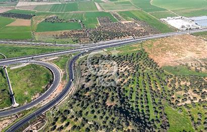 İzmir Bergama Zeytindağ'da Liman Bölgesi Satılık Fırsat Zeytinlik