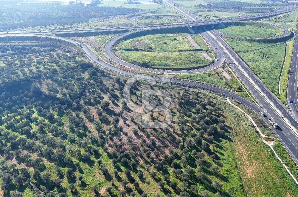 İzmir Bergama Zeytindağ'da Liman Bölgesi Satılık Fırsat Zeytinlik