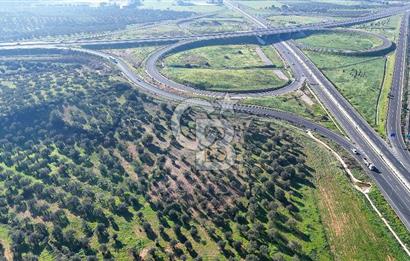 İzmir Bergama Zeytindağ'da Liman Bölgesi Satılık Fırsat Zeytinlik
