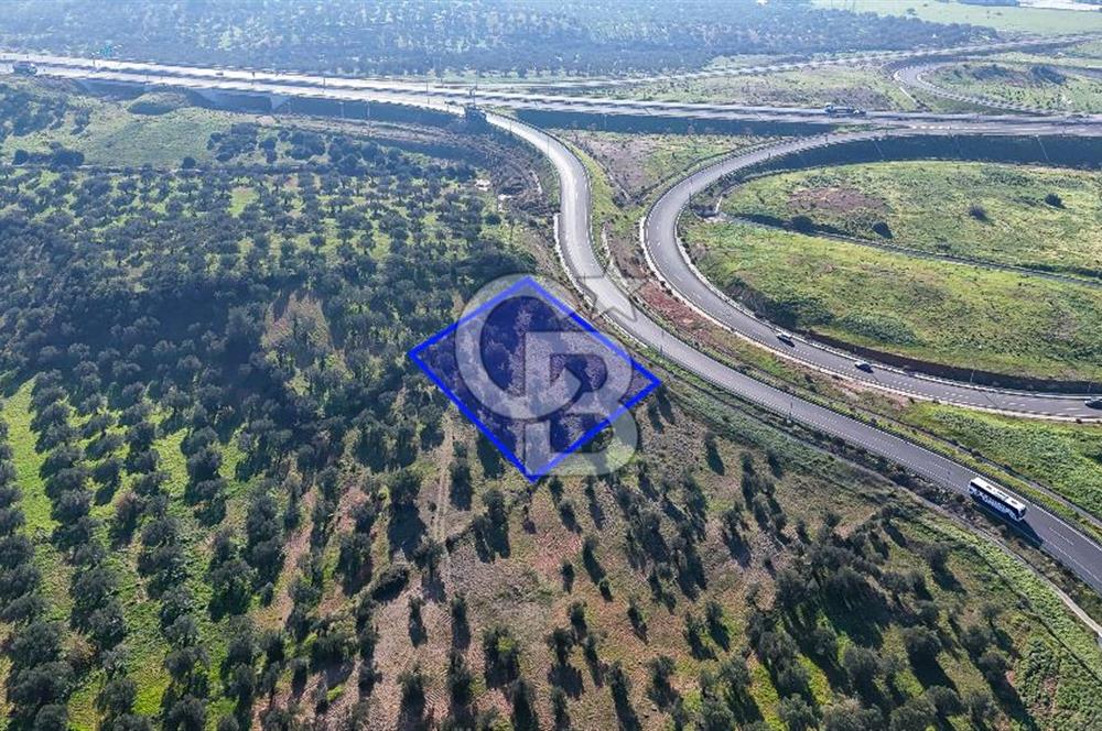 İzmir Bergama Zeytindağ'da Liman Bölgesi Satılık Fırsat Zeytinlik