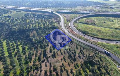 İzmir Bergama Zeytindağ'da Liman Bölgesi Satılık Fırsat Zeytinlik