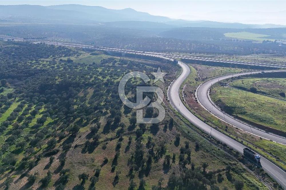 İzmir Bergama Zeytindağ'da Liman Bölgesi Satılık Fırsat Zeytinlik