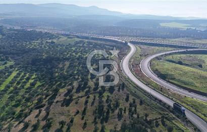 İzmir Bergama Zeytindağ'da Liman Bölgesi Satılık Fırsat Zeytinlik