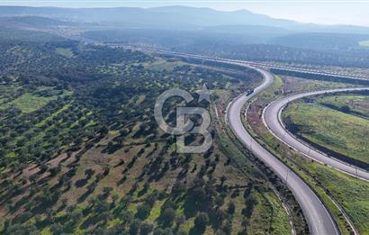 İzmir Bergama Zeytindağ'da Liman Bölgesi Satılık Fırsat Zeytinlik