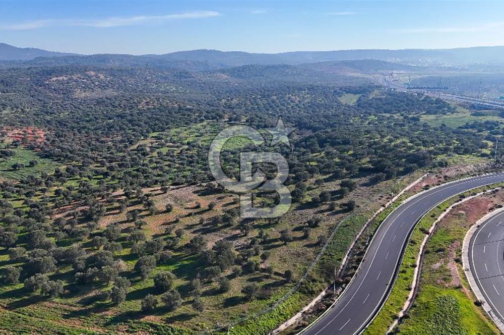 İzmir Bergama Zeytindağ'da Liman Bölgesi Satılık Fırsat Zeytinlik