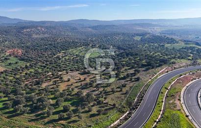 İzmir Bergama Zeytindağ'da Liman Bölgesi Satılık Fırsat Zeytinlik