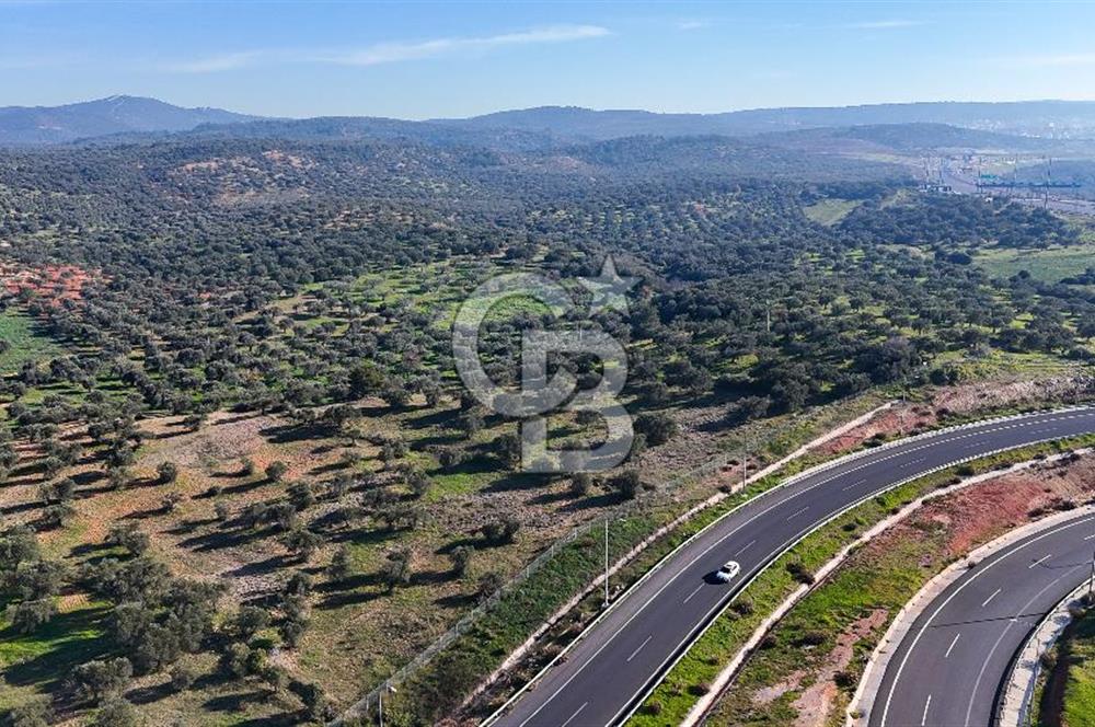 İzmir Bergama Zeytindağ'da Liman Bölgesi Satılık Fırsat Zeytinlik