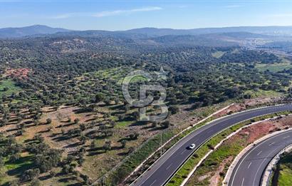 İzmir Bergama Zeytindağ'da Liman Bölgesi Satılık Fırsat Zeytinlik