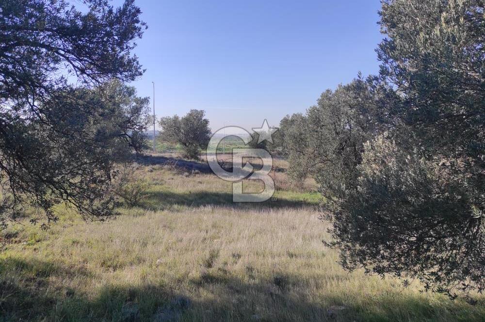İzmir Bergama Zeytindağ'da Liman Bölgesi Satılık Fırsat Zeytinlik