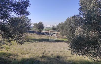 İzmir Bergama Zeytindağ'da Liman Bölgesi Satılık Fırsat Zeytinlik