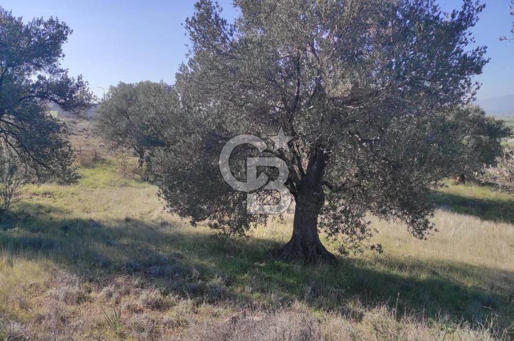 İzmir Bergama Zeytindağ'da Liman Bölgesi Satılık Fırsat Zeytinlik