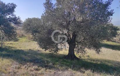 İzmir Bergama Zeytindağ'da Liman Bölgesi Satılık Fırsat Zeytinlik