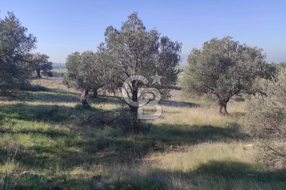 İzmir Bergama Zeytindağ'da Liman Bölgesi Satılık Fırsat Zeytinlik
