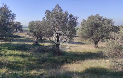 İzmir Bergama Zeytindağ'da Liman Bölgesi Satılık Fırsat Zeytinlik
