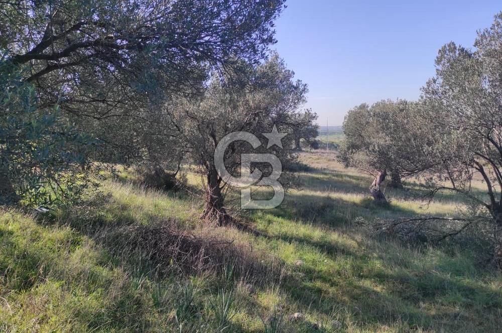 İzmir Bergama Zeytindağ'da Liman Bölgesi Satılık Fırsat Zeytinlik