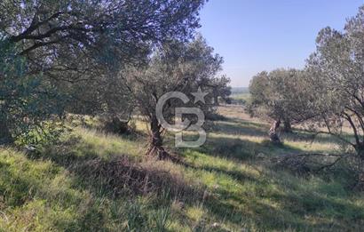 İzmir Bergama Zeytindağ'da Liman Bölgesi Satılık Fırsat Zeytinlik