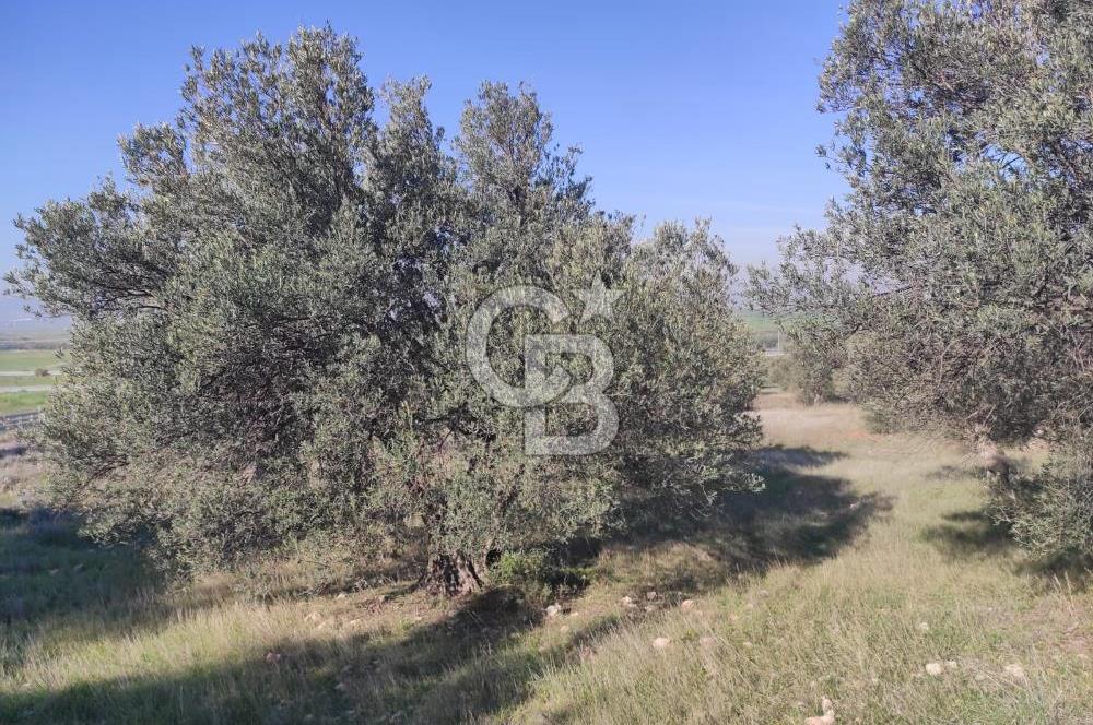 İzmir Bergama Zeytindağ'da Liman Bölgesi Satılık Fırsat Zeytinlik