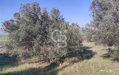 İzmir Bergama Zeytindağ'da Liman Bölgesi Satılık Fırsat Zeytinlik