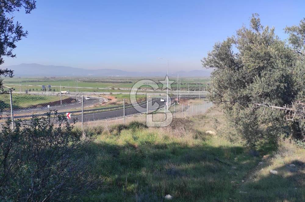 İzmir Bergama Zeytindağ'da Liman Bölgesi Satılık Fırsat Zeytinlik