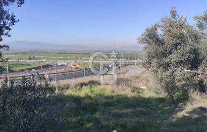 İzmir Bergama Zeytindağ'da Liman Bölgesi Satılık Fırsat Zeytinlik