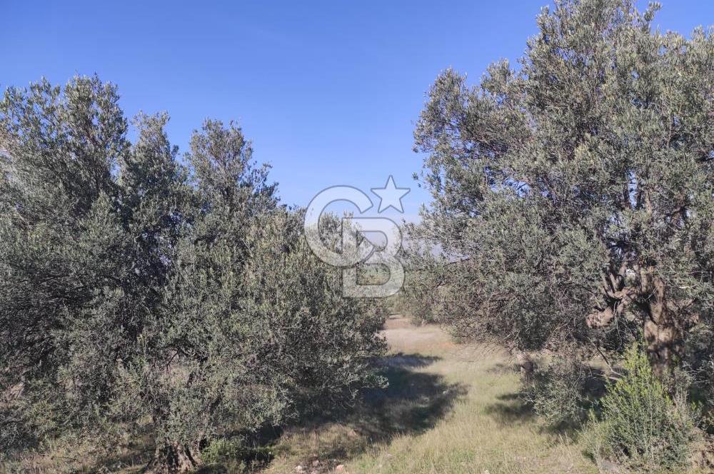 İzmir Bergama Zeytindağ'da Liman Bölgesi Satılık Fırsat Zeytinlik