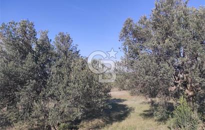 İzmir Bergama Zeytindağ'da Liman Bölgesi Satılık Fırsat Zeytinlik