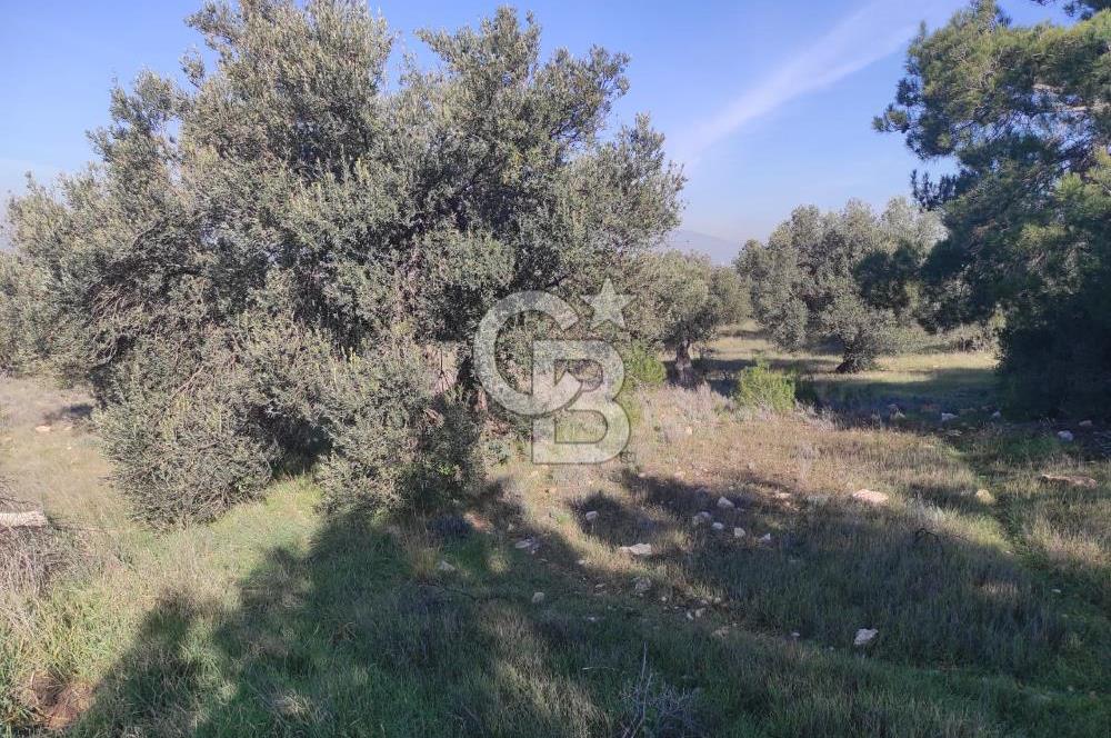 İzmir Bergama Zeytindağ'da Liman Bölgesi Satılık Fırsat Zeytinlik