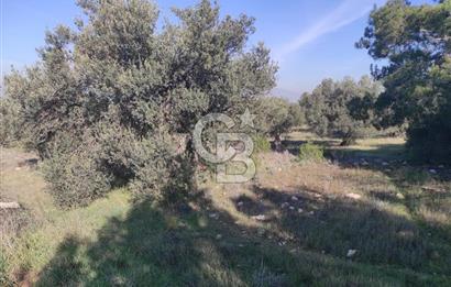 İzmir Bergama Zeytindağ'da Liman Bölgesi Satılık Fırsat Zeytinlik