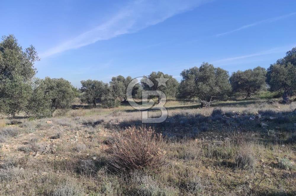 İzmir Bergama Zeytindağ'da Liman Bölgesi Satılık Fırsat Zeytinlik