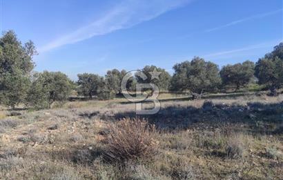 İzmir Bergama Zeytindağ'da Liman Bölgesi Satılık Fırsat Zeytinlik
