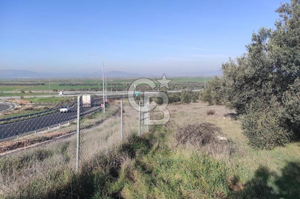 İzmir Bergama Zeytindağ'da Liman Bölgesi Satılık Fırsat Zeytinlik