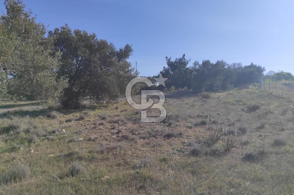 İzmir Bergama Zeytindağ'da Liman Bölgesi Satılık Fırsat Zeytinlik