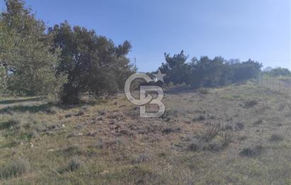 İzmir Bergama Zeytindağ'da Liman Bölgesi Satılık Fırsat Zeytinlik