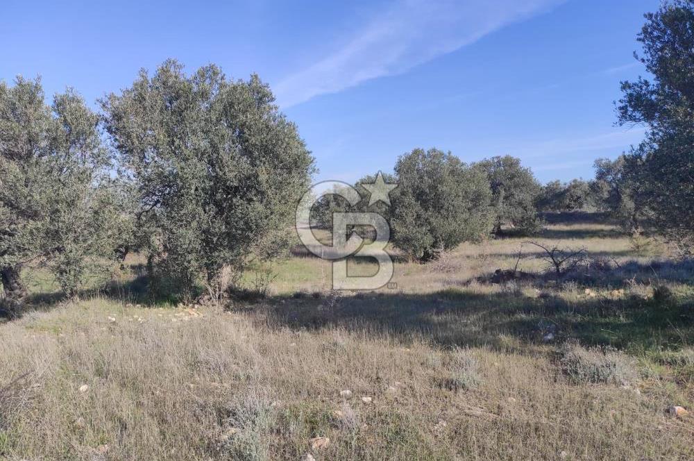 İzmir Bergama Zeytindağ'da Liman Bölgesi Satılık Fırsat Zeytinlik