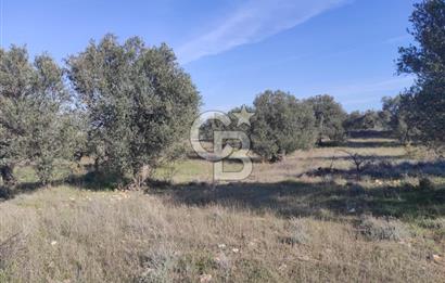 İzmir Bergama Zeytindağ'da Liman Bölgesi Satılık Fırsat Zeytinlik