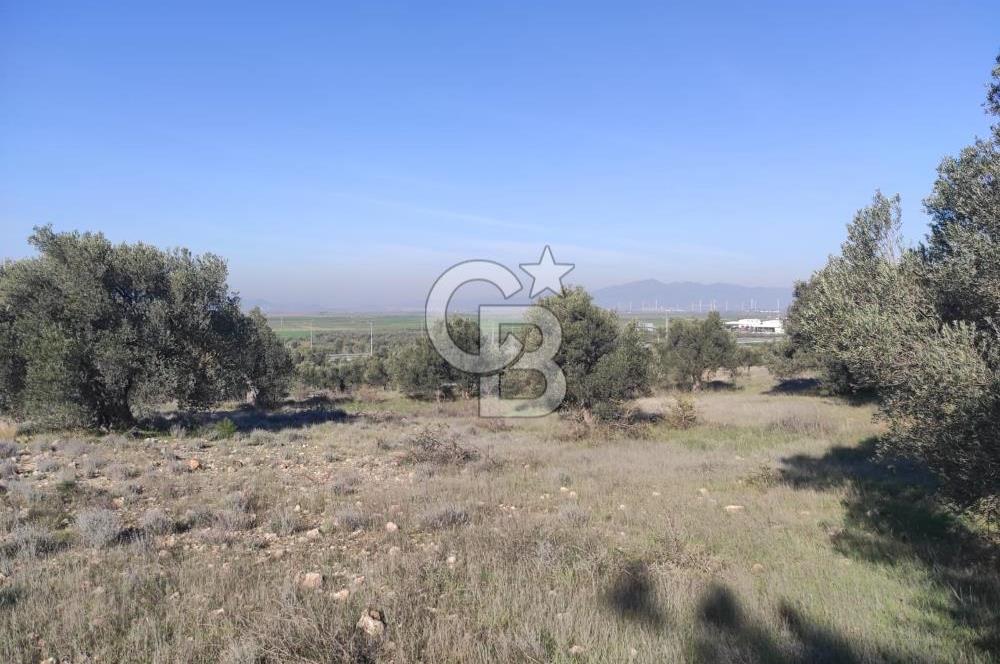 İzmir Bergama Zeytindağ'da Liman Bölgesi Satılık Fırsat Zeytinlik