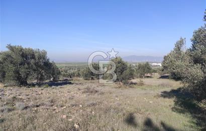 İzmir Bergama Zeytindağ'da Liman Bölgesi Satılık Fırsat Zeytinlik