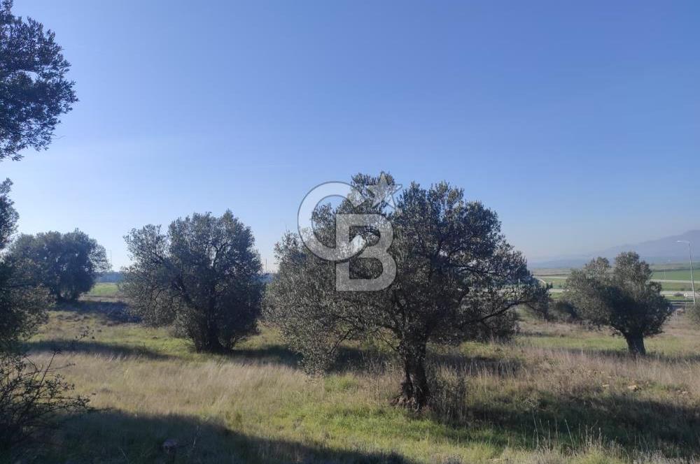 İzmir Bergama Zeytindağ'da Liman Bölgesi Satılık Fırsat Zeytinlik